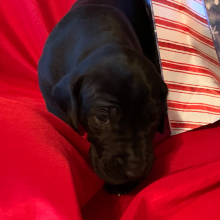 Great Dane Puppy Ozzy