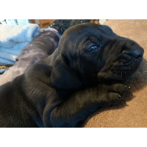 Great Dane Puppy Ozzy
