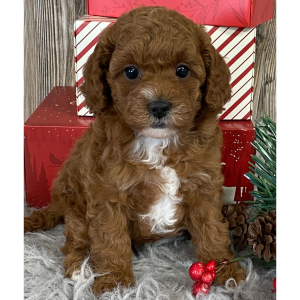 Cavapoo Puppy Cara