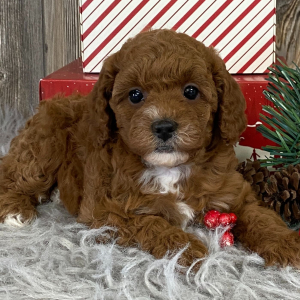 Cavapoo Puppy Cara