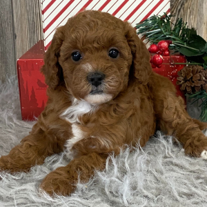 Cavapoo Puppy Cara