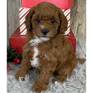 Cavapoo Puppy Cara