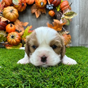 Cavalier King Charles Spaniel Puppy Obie