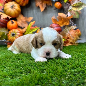 Cavalier King Charles Spaniel Puppy Obie