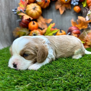 Cavalier King Charles Spaniel Puppy Obie