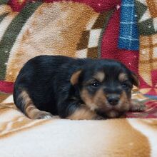 Morkie Puppy Sara