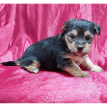 Morkie Puppy Sara