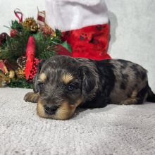Goldendoodle Puppy Dinky