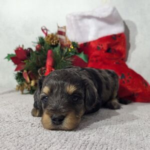 Goldendoodle Puppy Dinky