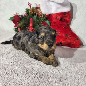 Goldendoodle Puppy Dinky