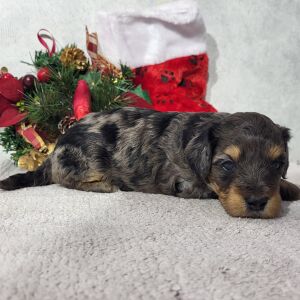 Goldendoodle Puppy Dinky