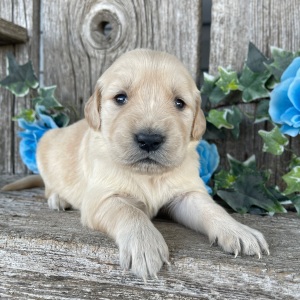 Golden Retriever Puppy Carol