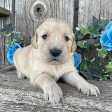Golden Retriever Puppy Carol