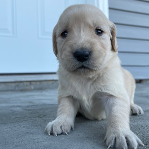 Golden Retriever Puppy Carol