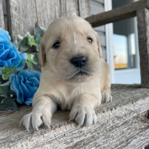 Golden Retriever Puppy Carol