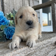 Golden Retriever Puppy Carol