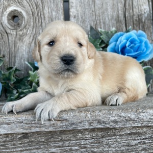 Golden Retriever Puppy Carol
