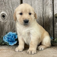 Golden Retriever Puppy Carol
