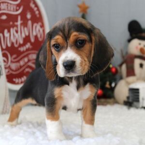 Beagle Puppy Strider