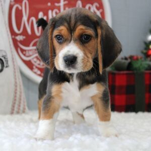 Beagle Puppy Strider
