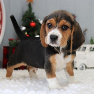 Beagle Puppy Strider