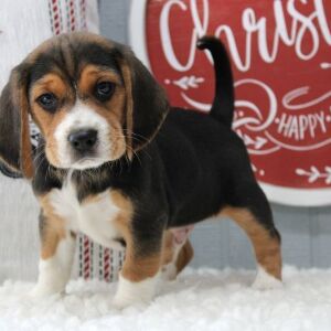 Beagle Puppy Strider