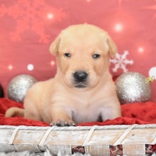 Labrador Retriever Puppy Gordon