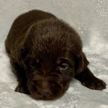 Labrador Retriever Puppy Scooter