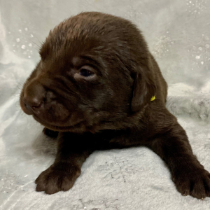 Labrador Retriever Puppy Scooter