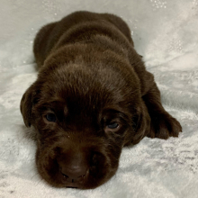 Labrador Retriever Puppy Scooter