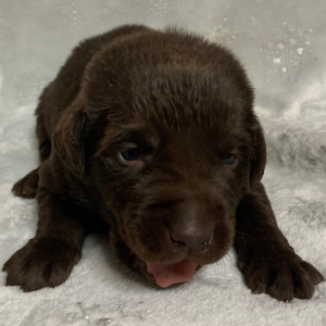 Labrador Retriever Puppy Scooter