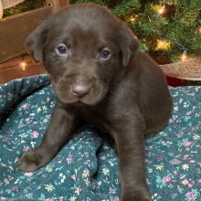 Labrador Retriever Puppy Scooter