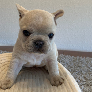 French Bulldog Puppy Frosty