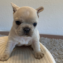 French Bulldog Puppy Frosty