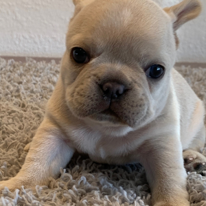French Bulldog Puppy Frosty