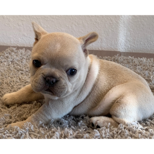 French Bulldog Puppy Frosty