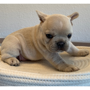 French Bulldog Puppy Frosty