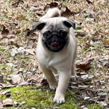 Pug Puppy Oscar