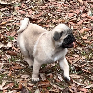 Pug Puppy Oscar