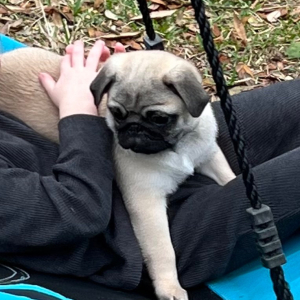 Pug Puppy Oscar