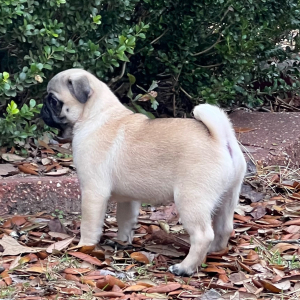 Pug Puppy Oscar
