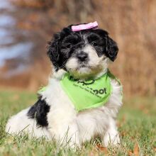 Portuguese Water Dog Puppy Moana
