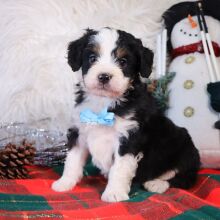 Bernedoodle Puppy Chico
