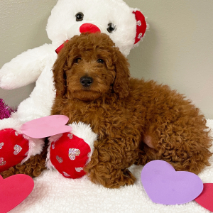 Goldendoodle Puppy Terrisa