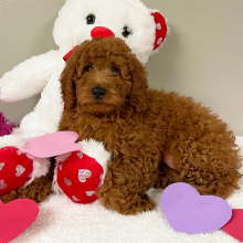 Goldendoodle Puppy Terrisa