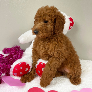 Goldendoodle Puppy Terrisa