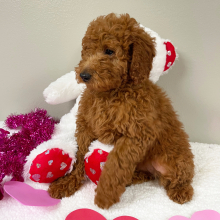Goldendoodle Puppy Terrisa