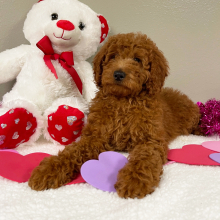 Goldendoodle Puppy Terrisa