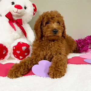 Goldendoodle Puppy Terrisa