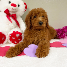 Goldendoodle Puppy Terrisa